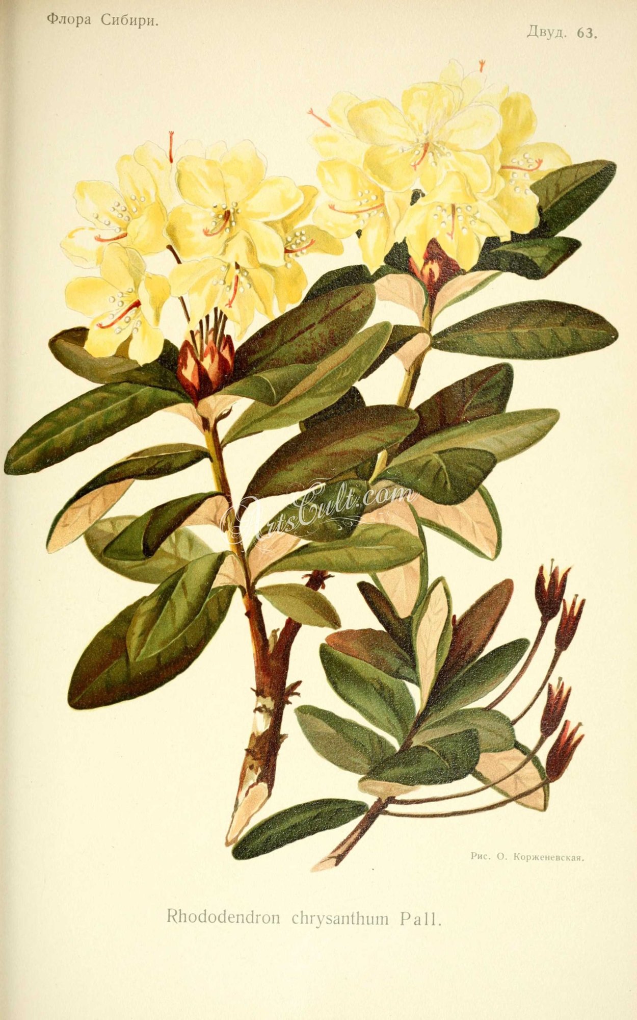 Рододендрон Ботаническая иллюстрация