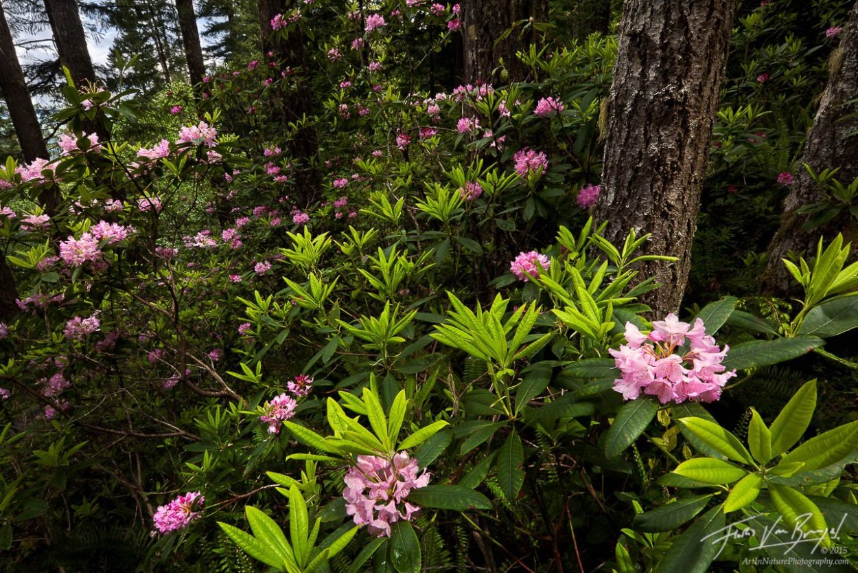 Долина рододендронов красная Поляна