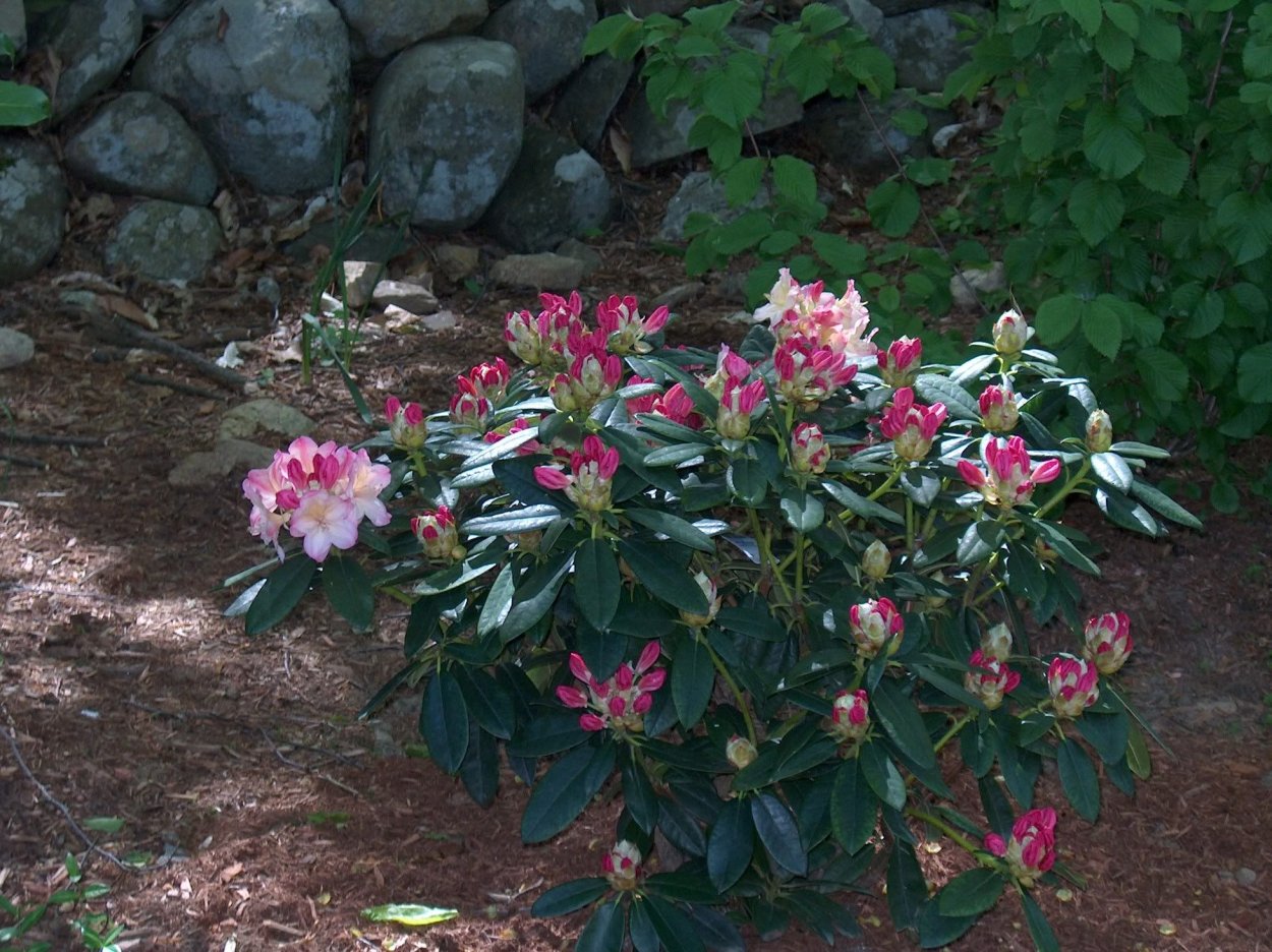 Рододендрон катевбинский Boursault