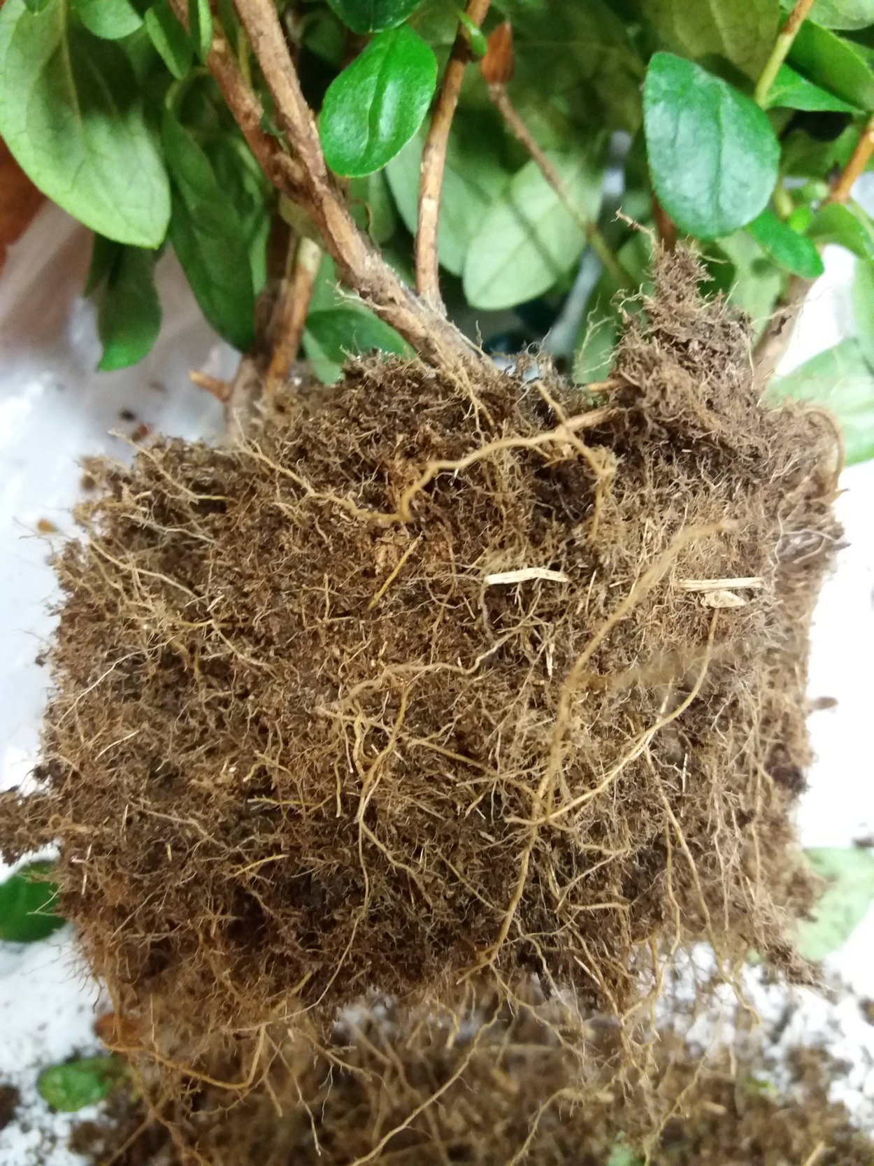 Корень Азалии