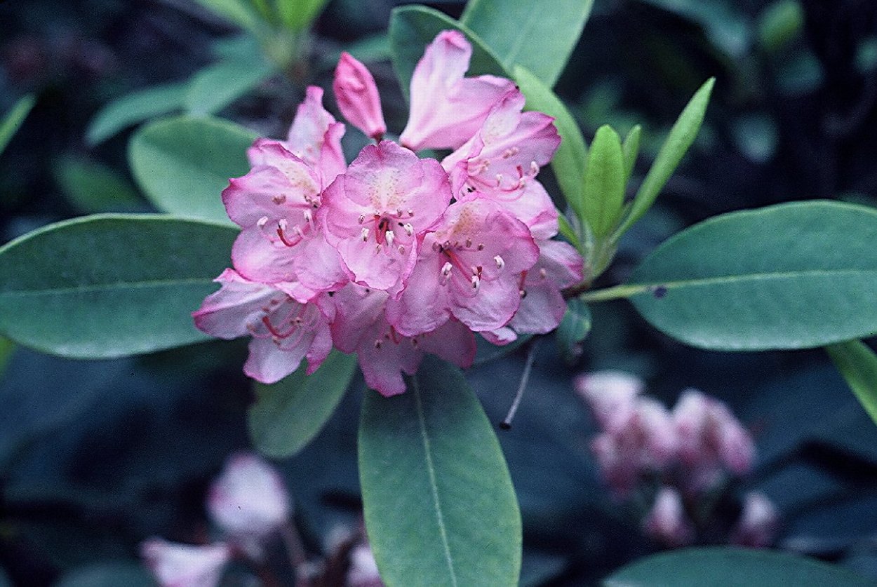 Рододендрон Даурский черенкование