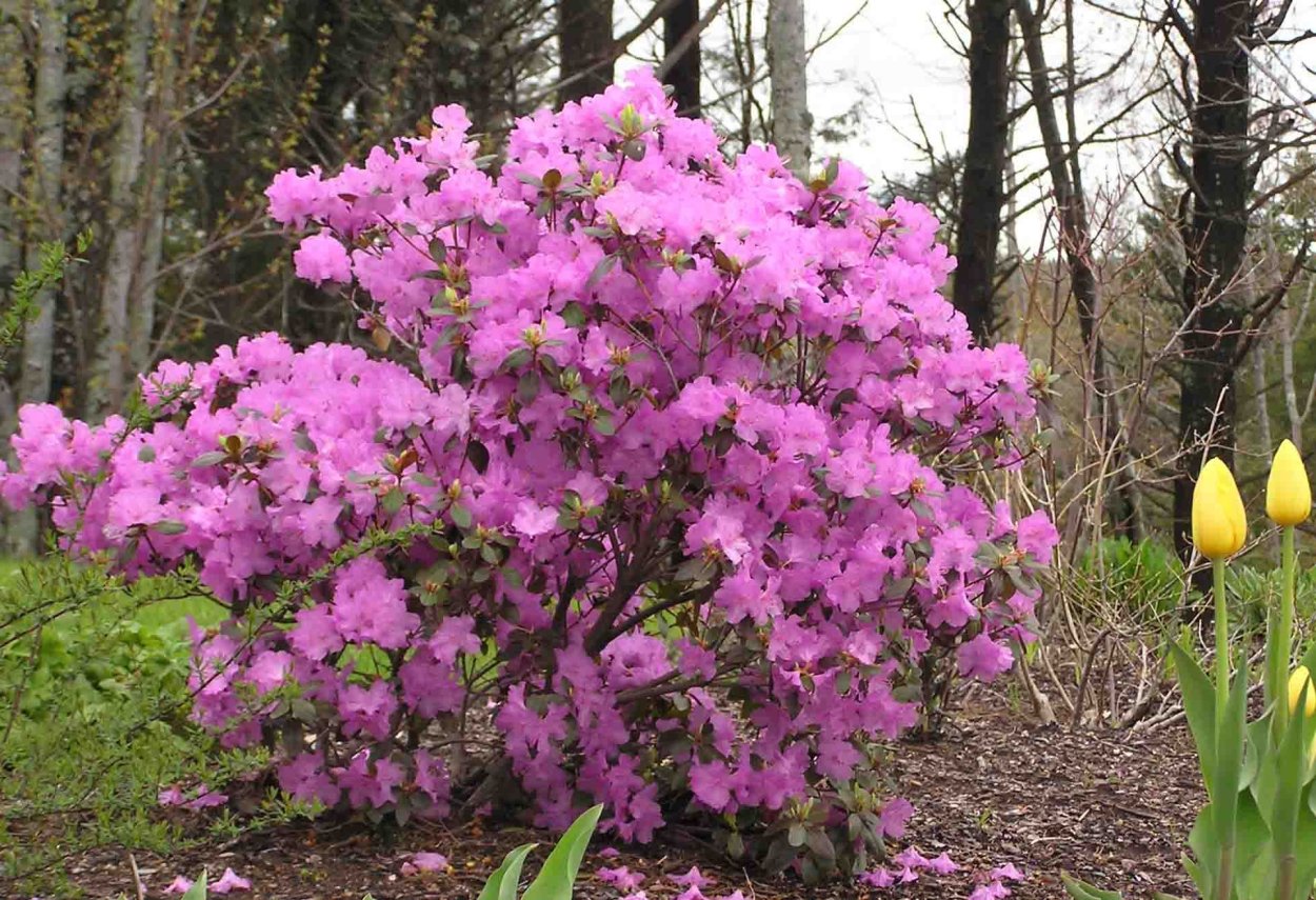 Корни рододендрона