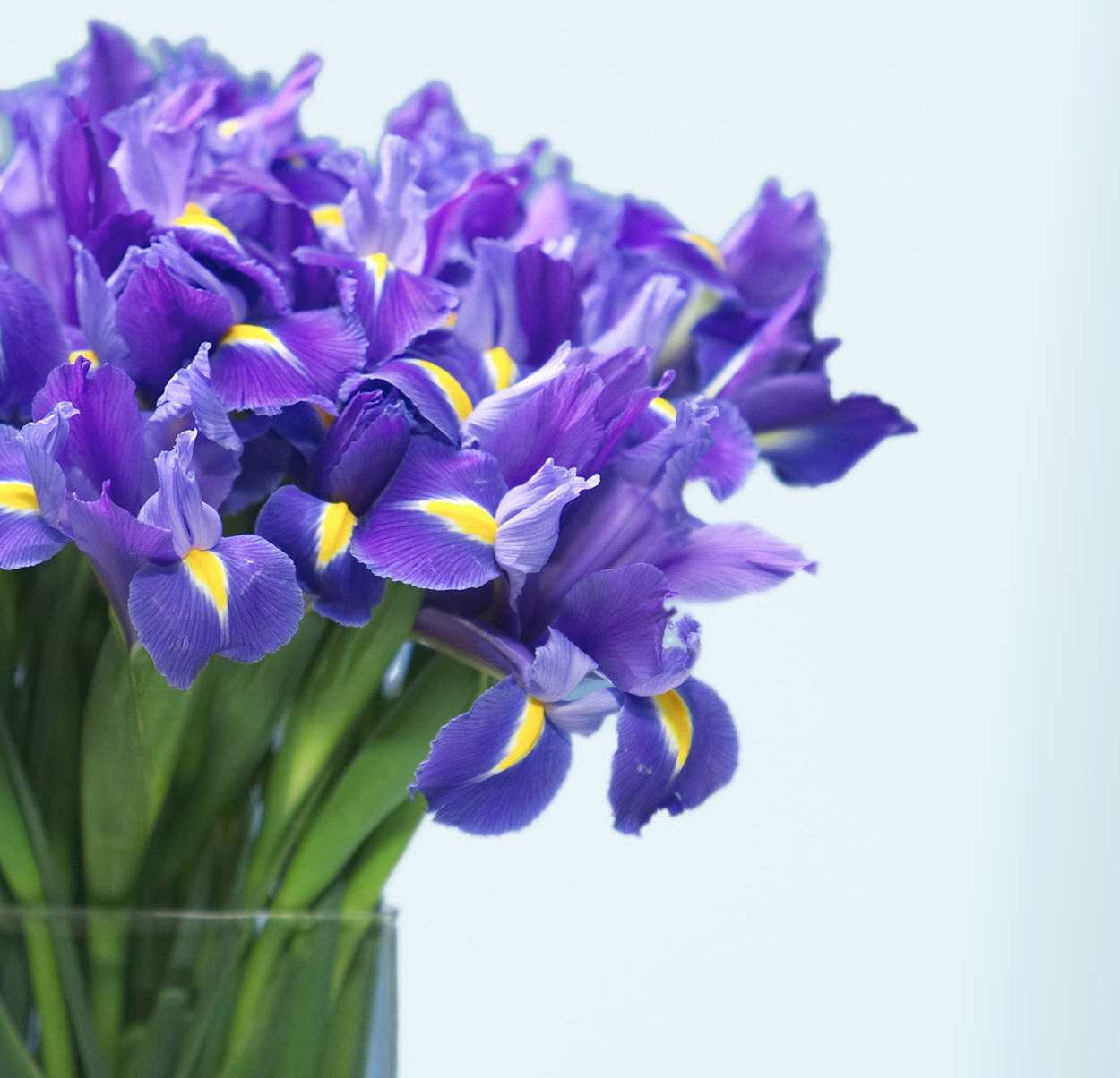 Ирисы в вазе с водой