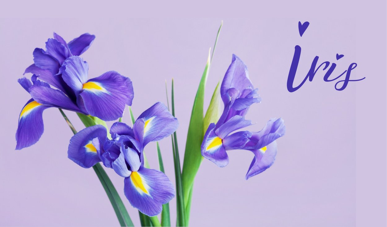 Елена Татульян цветы ирисы