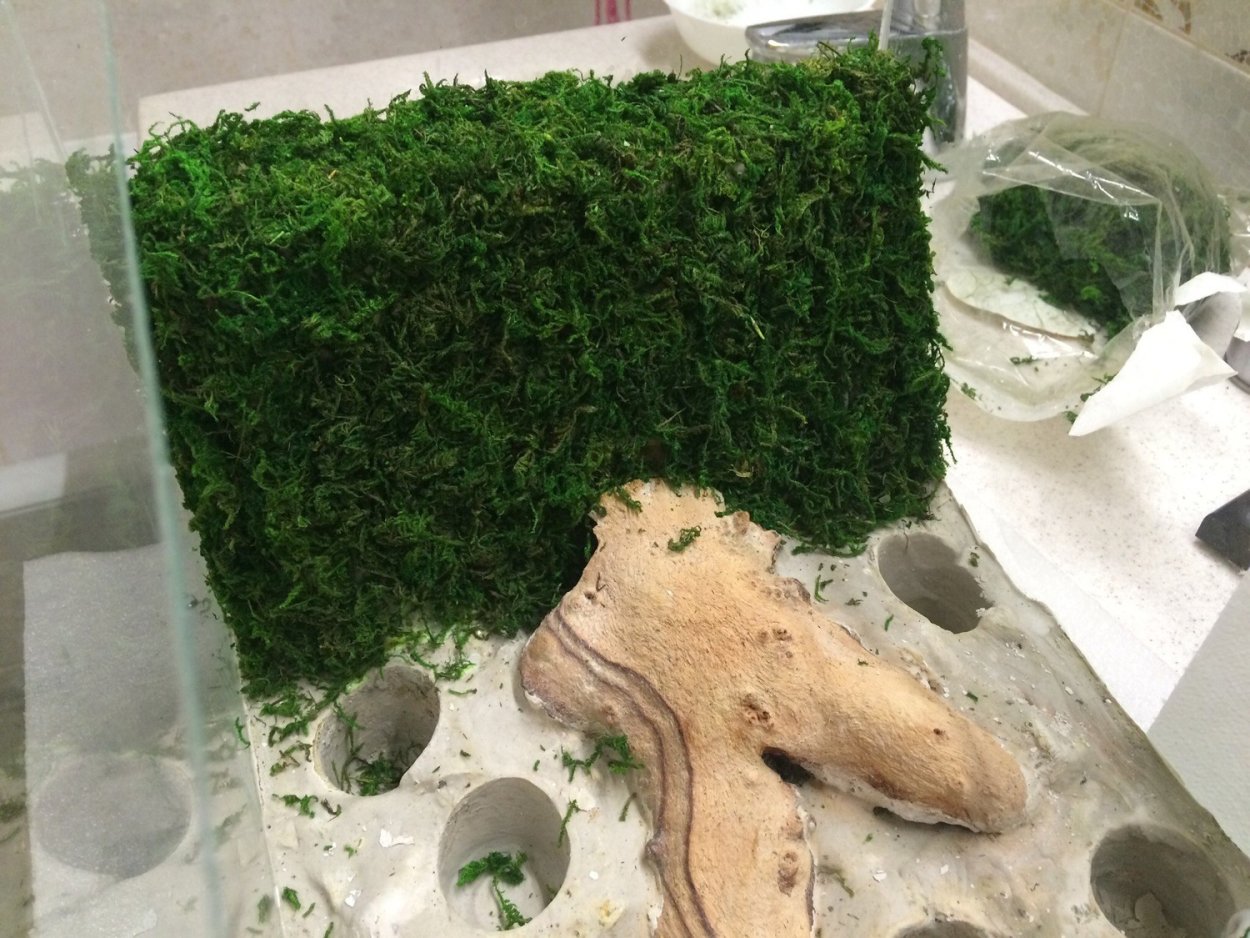 Яванский мох акваскейп