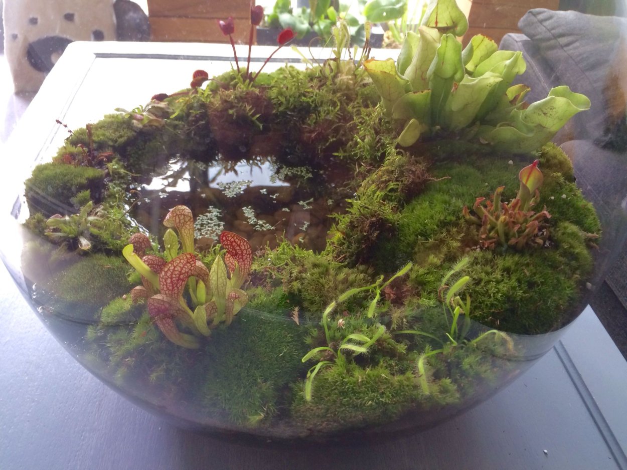 Мох яванский аквариумное