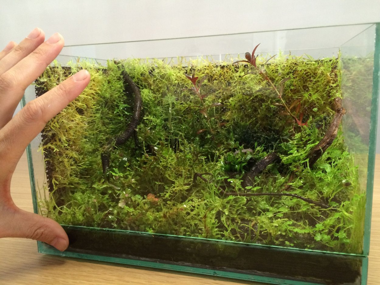 Палюдариум марсилии четырёхлистной