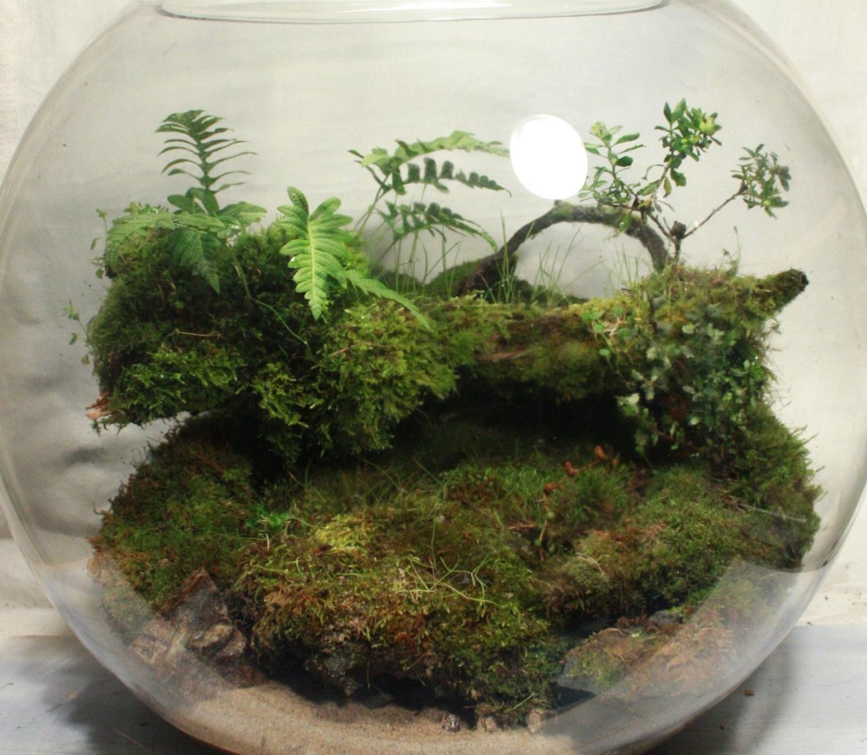 Гигрофиты сфагнум