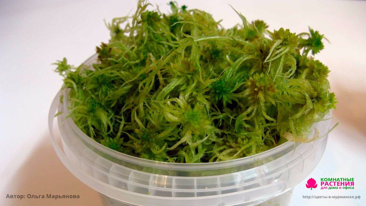 Селагинелла Суккуленты