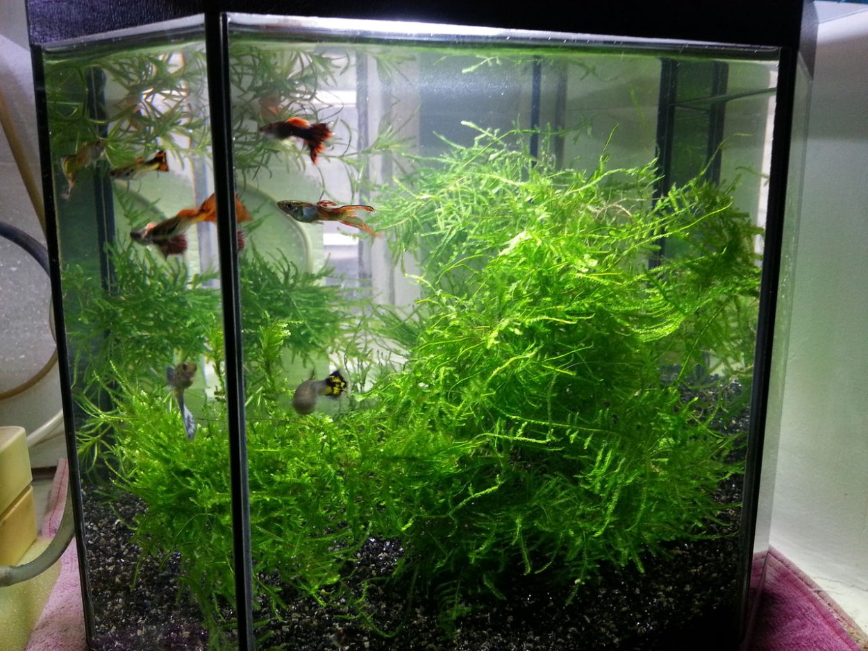 Риччия (riccia)