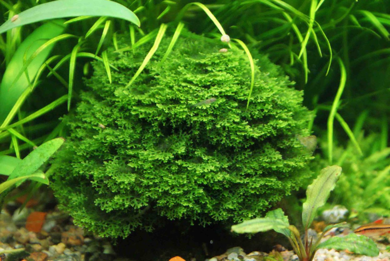 Акваскейп мшарник