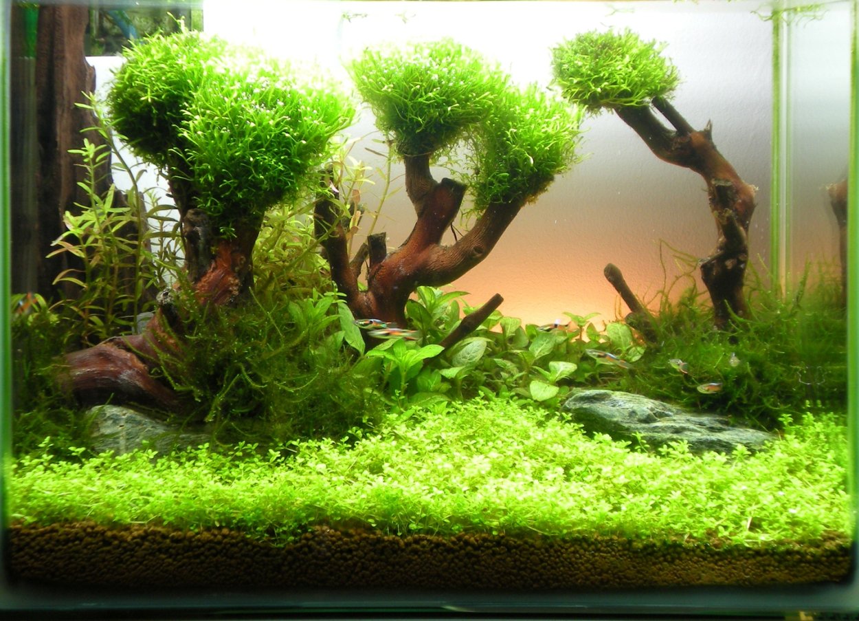 Terrarium Moss террариумный мох