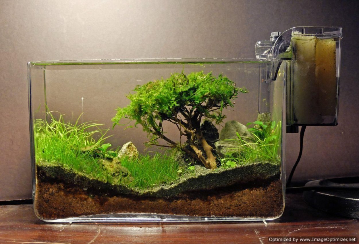 Мох селагинелла флорариум