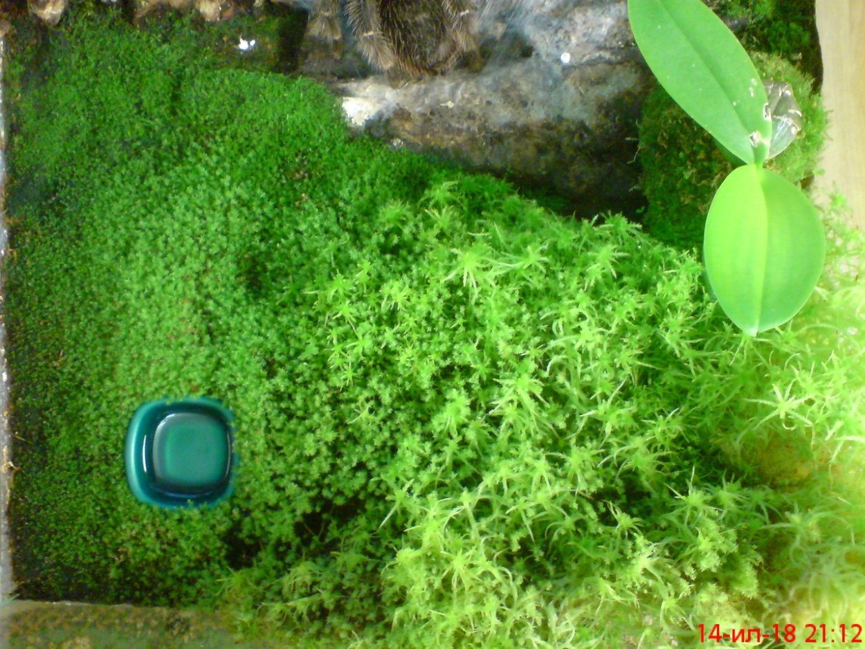 Ваза со мхом