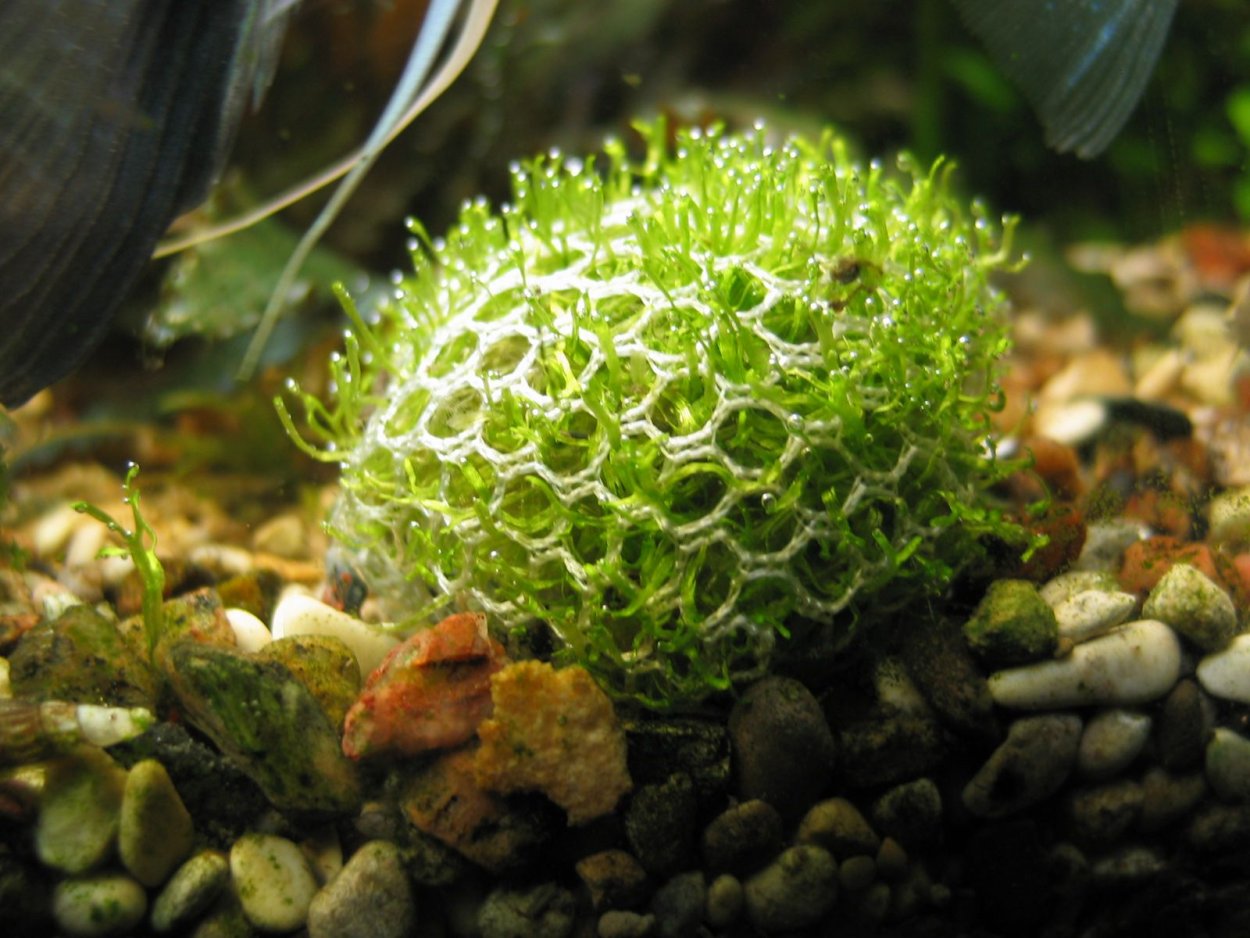 Криптокорина и мхи