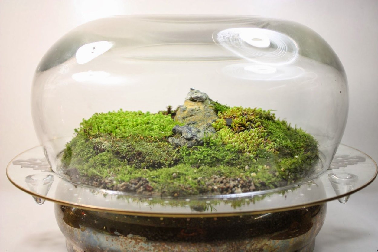 Риччия акваскейп