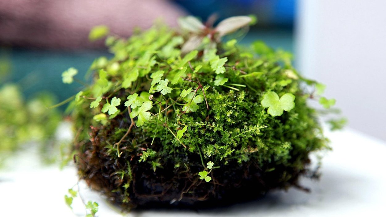 Яванский мох акваскейп