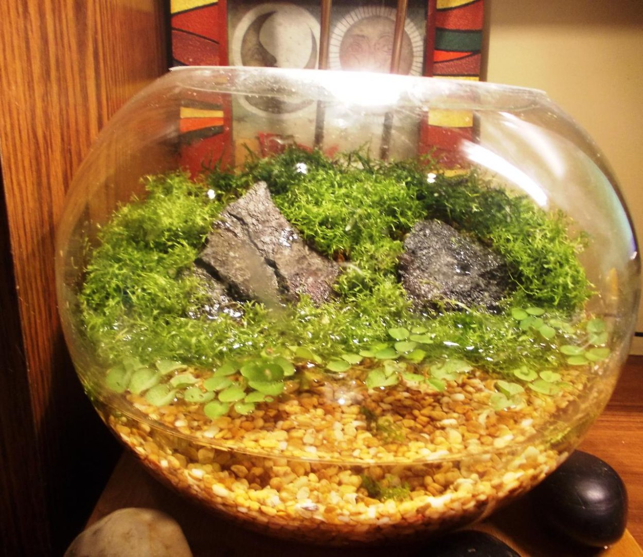 Мох сфагнум живой