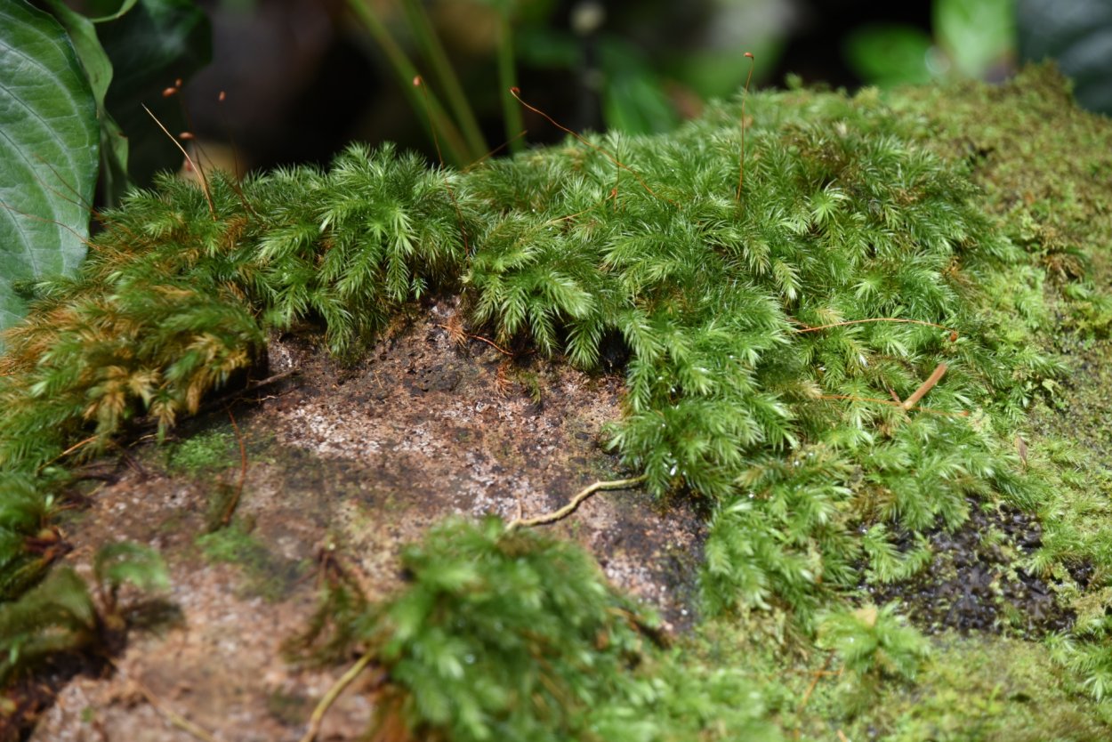 Мох сфагнум сухой