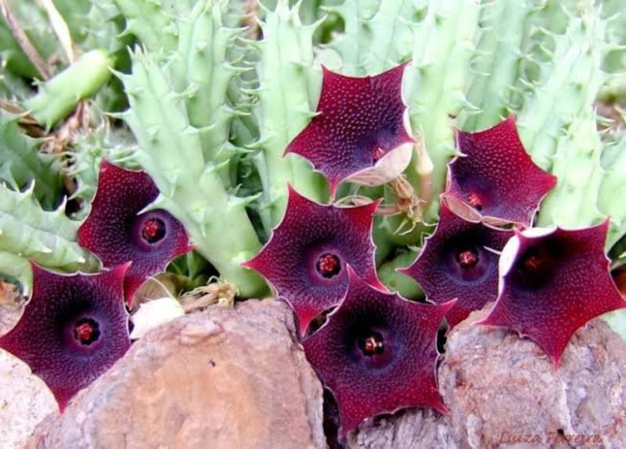 Суккулент Huernia keniensis