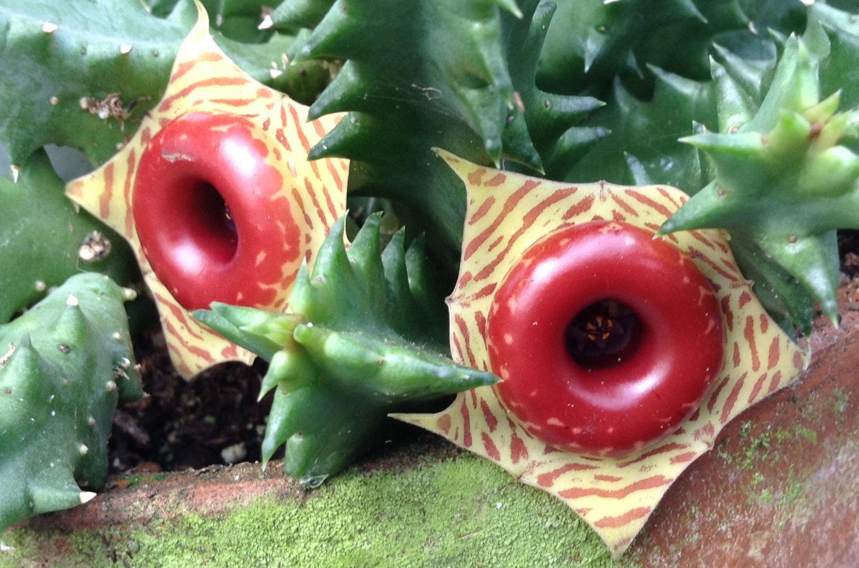 Huernia Zebrina