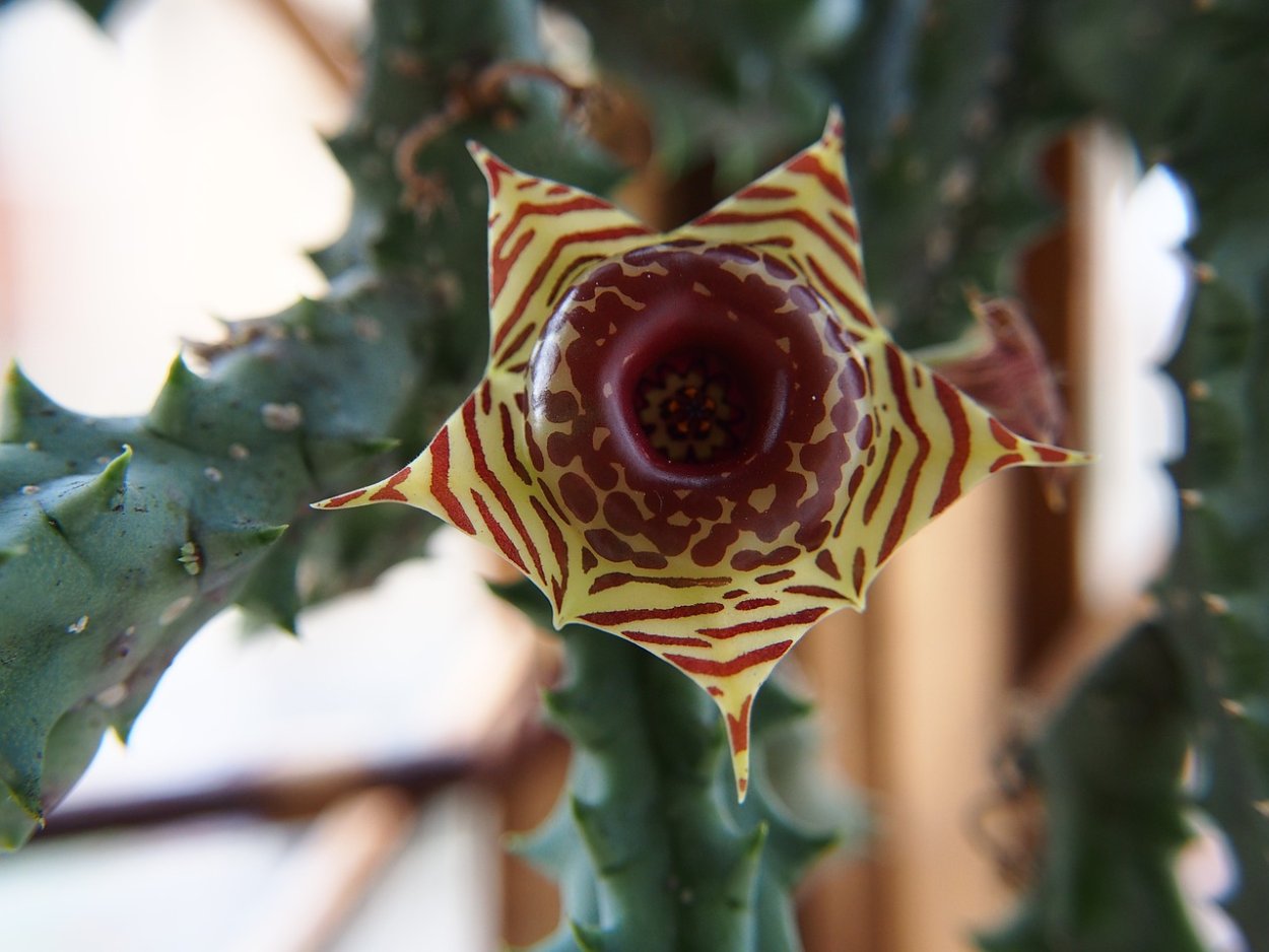 Гуэрния Huernia Zebrina