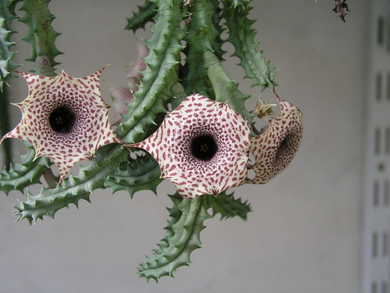 Huernia pendurata