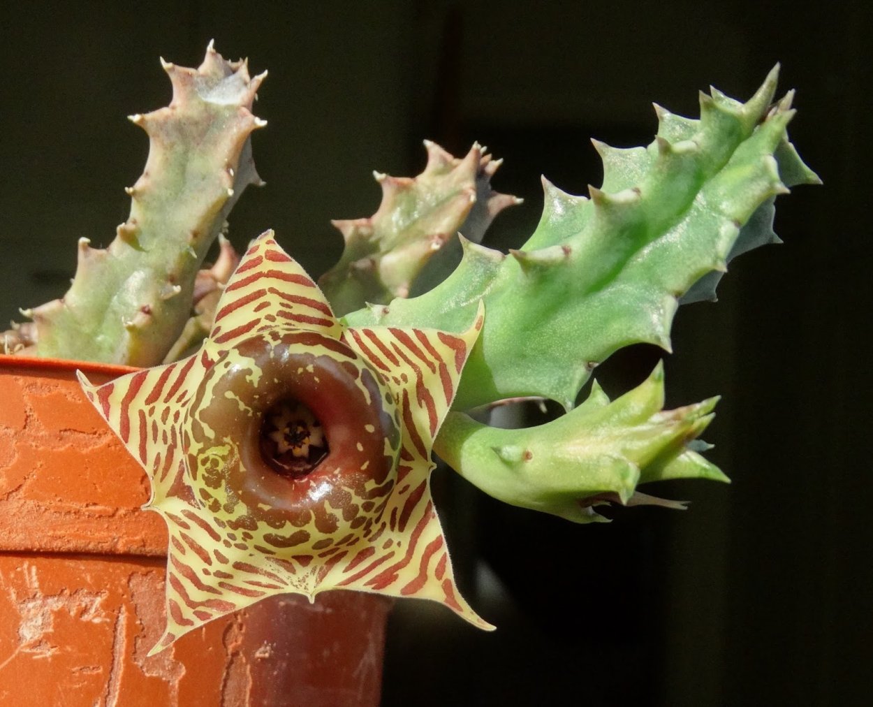 Гуэрния зебрина суккулент