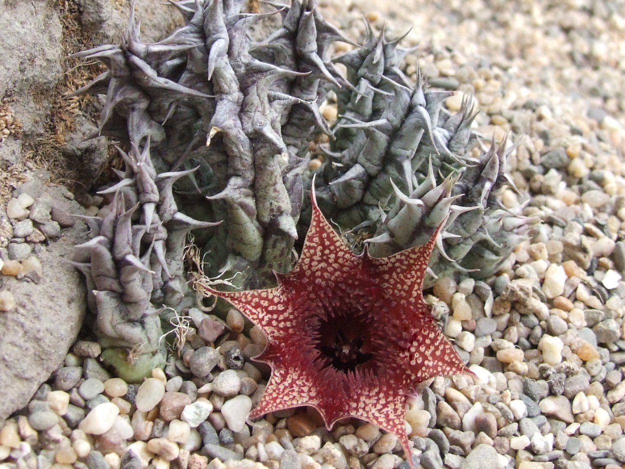 Huernia kirkii