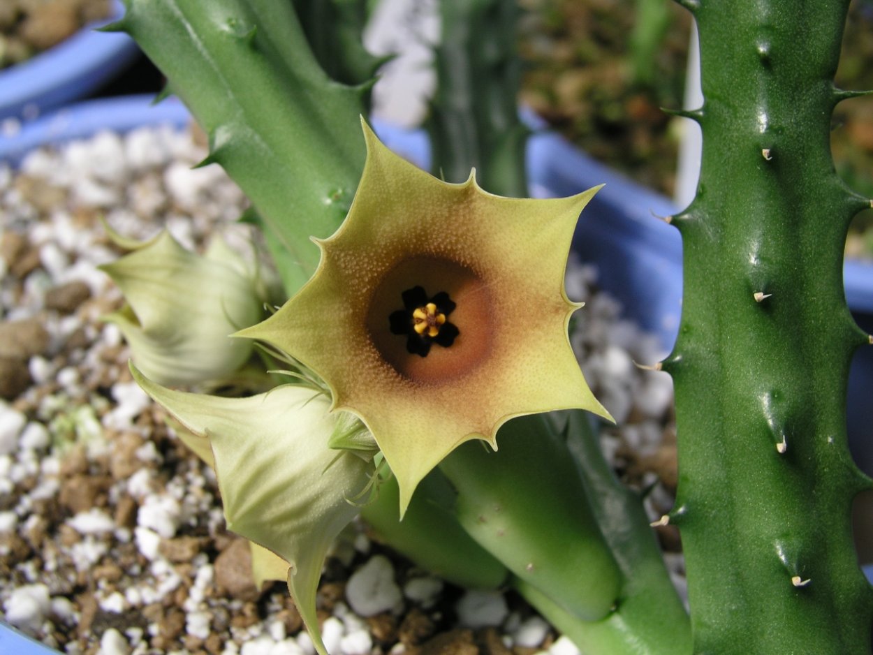 Huernia Namaquensis