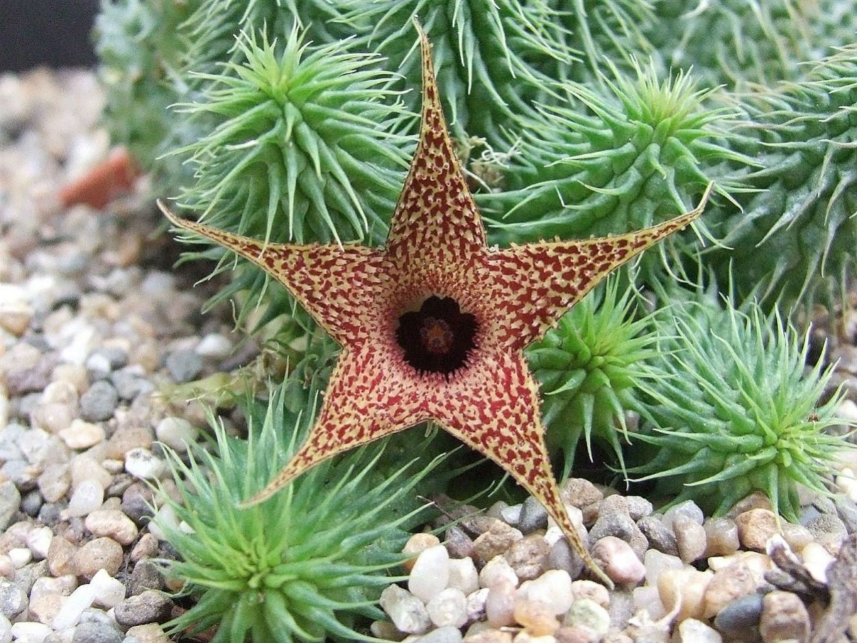 Huernia стапелия