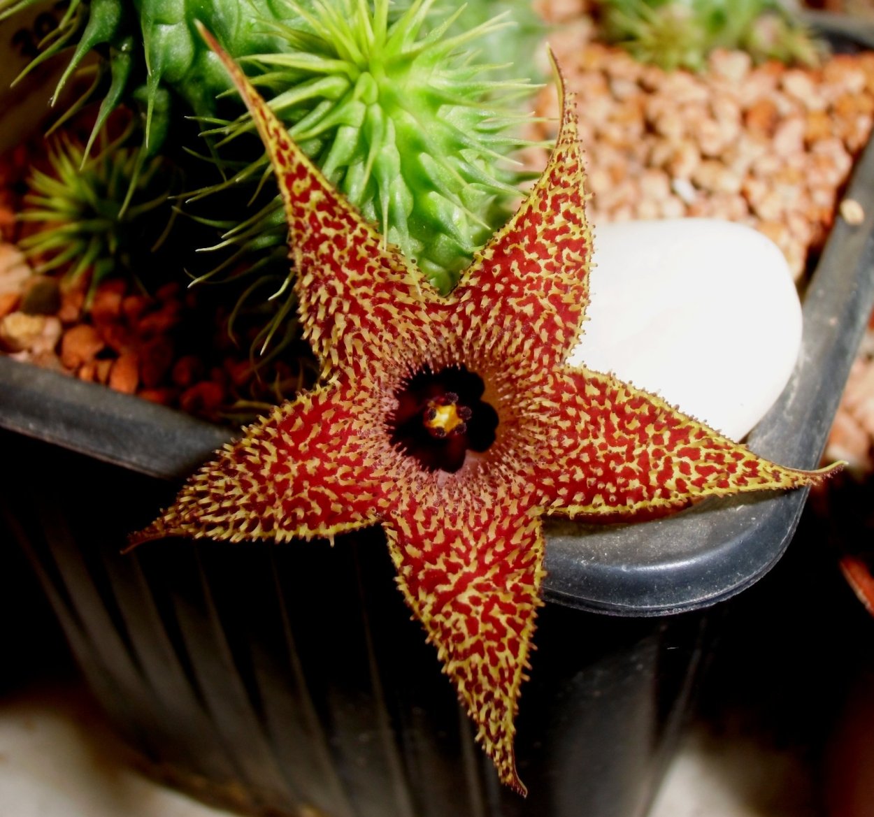 Хуэрния Пилланса