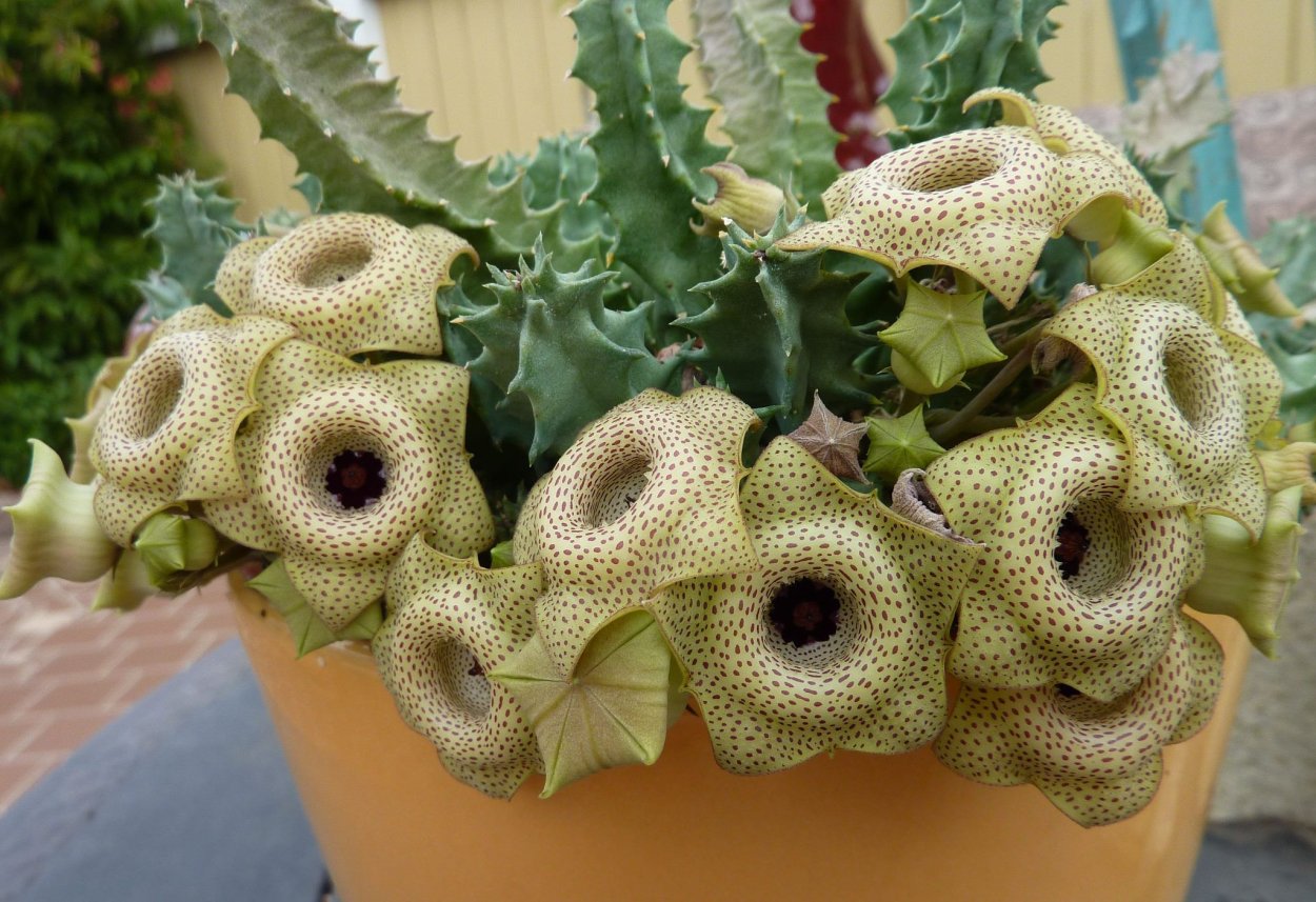 Стапелия Гуэрния