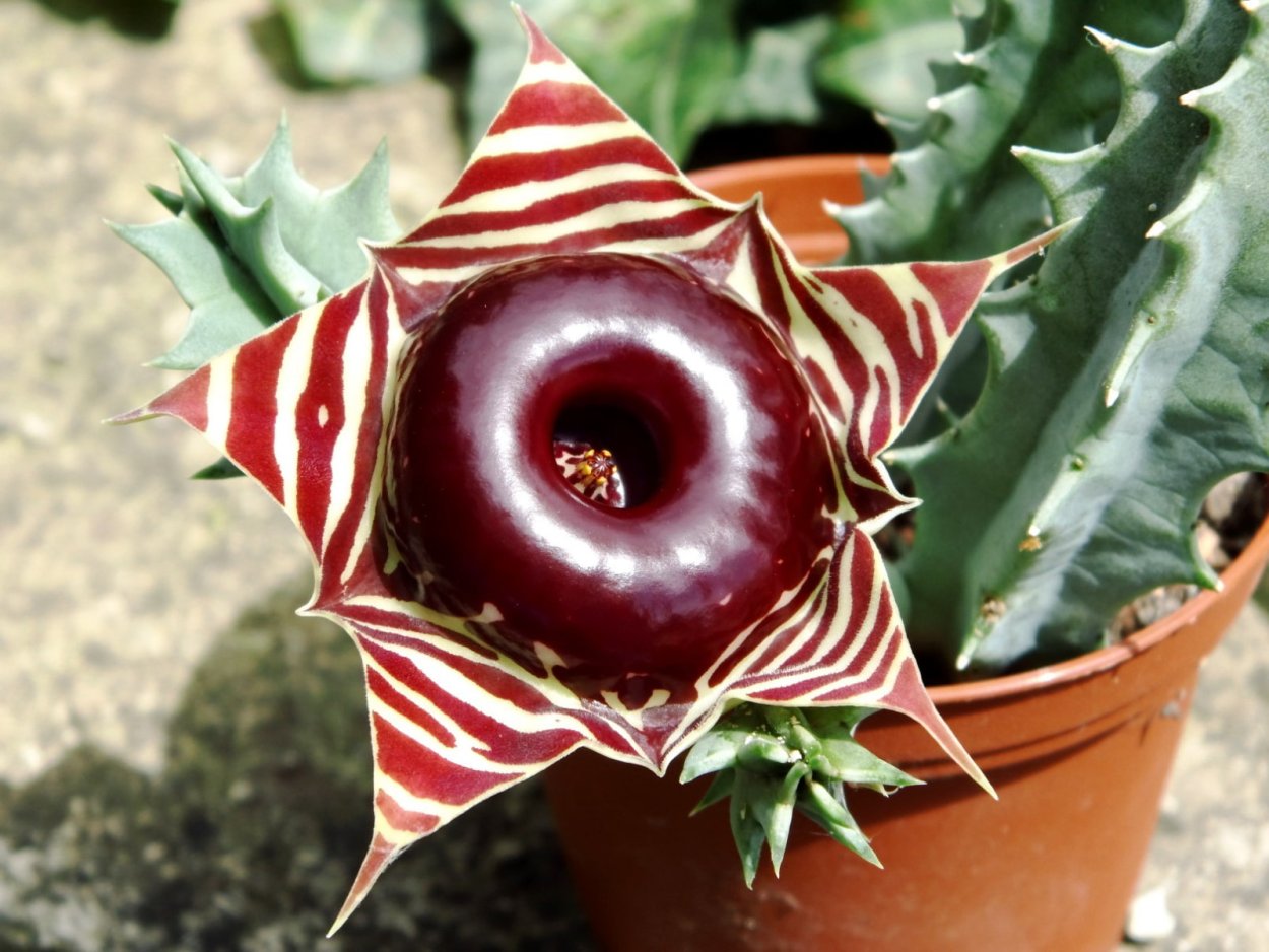 Гуэрния Huernia Zebrina