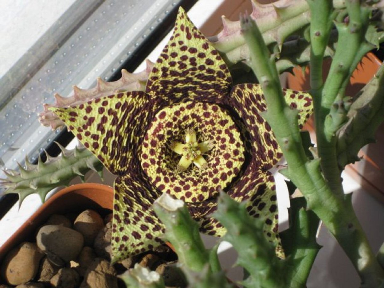Huernia laevis