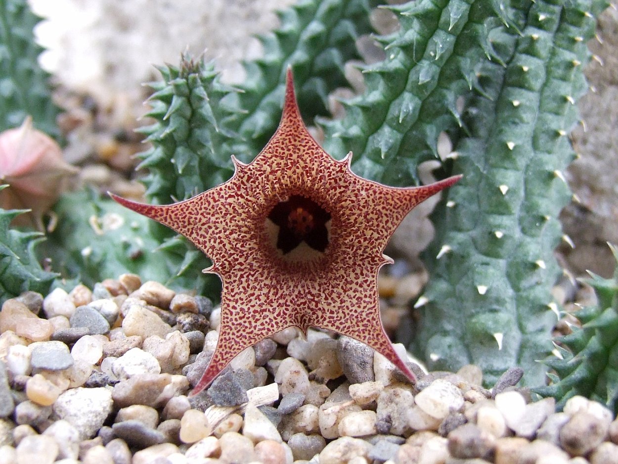 Хуерния трансмутата