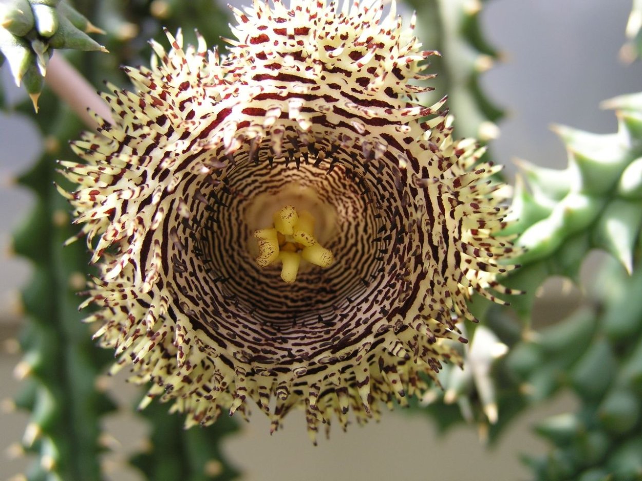 Гуэрния Хистрикс