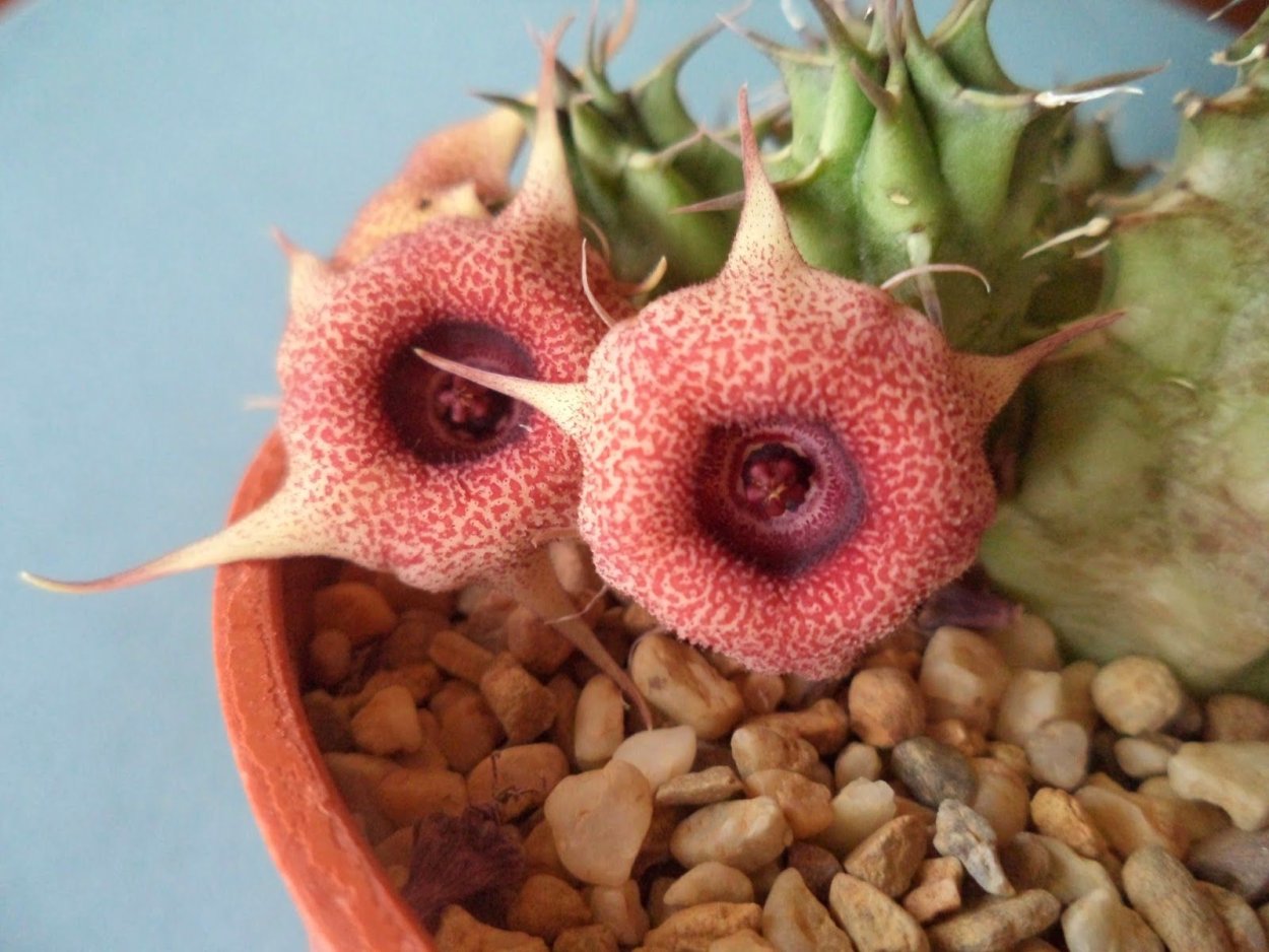 Ластовневые Суккуленты