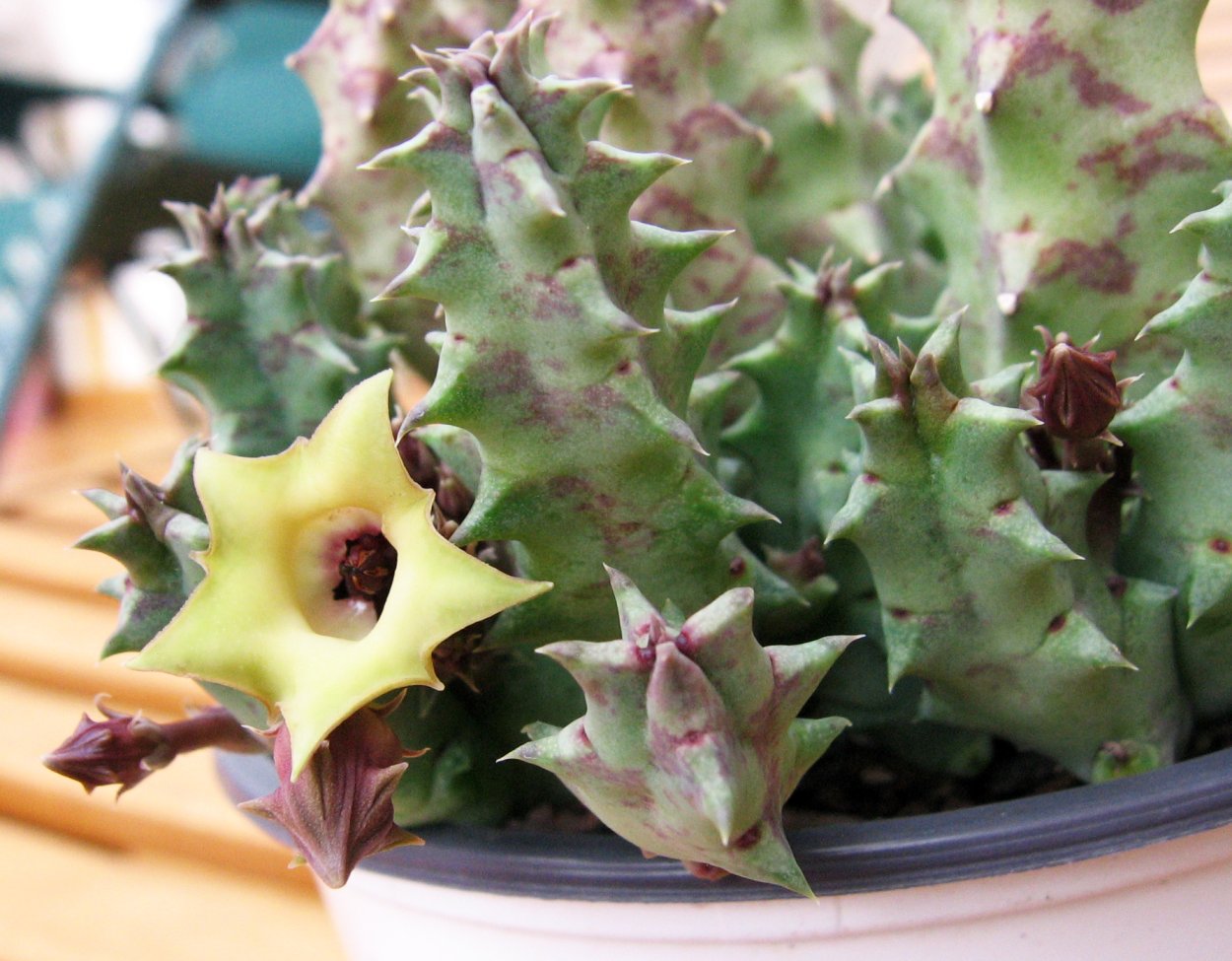 Гуэрния Шнейдера