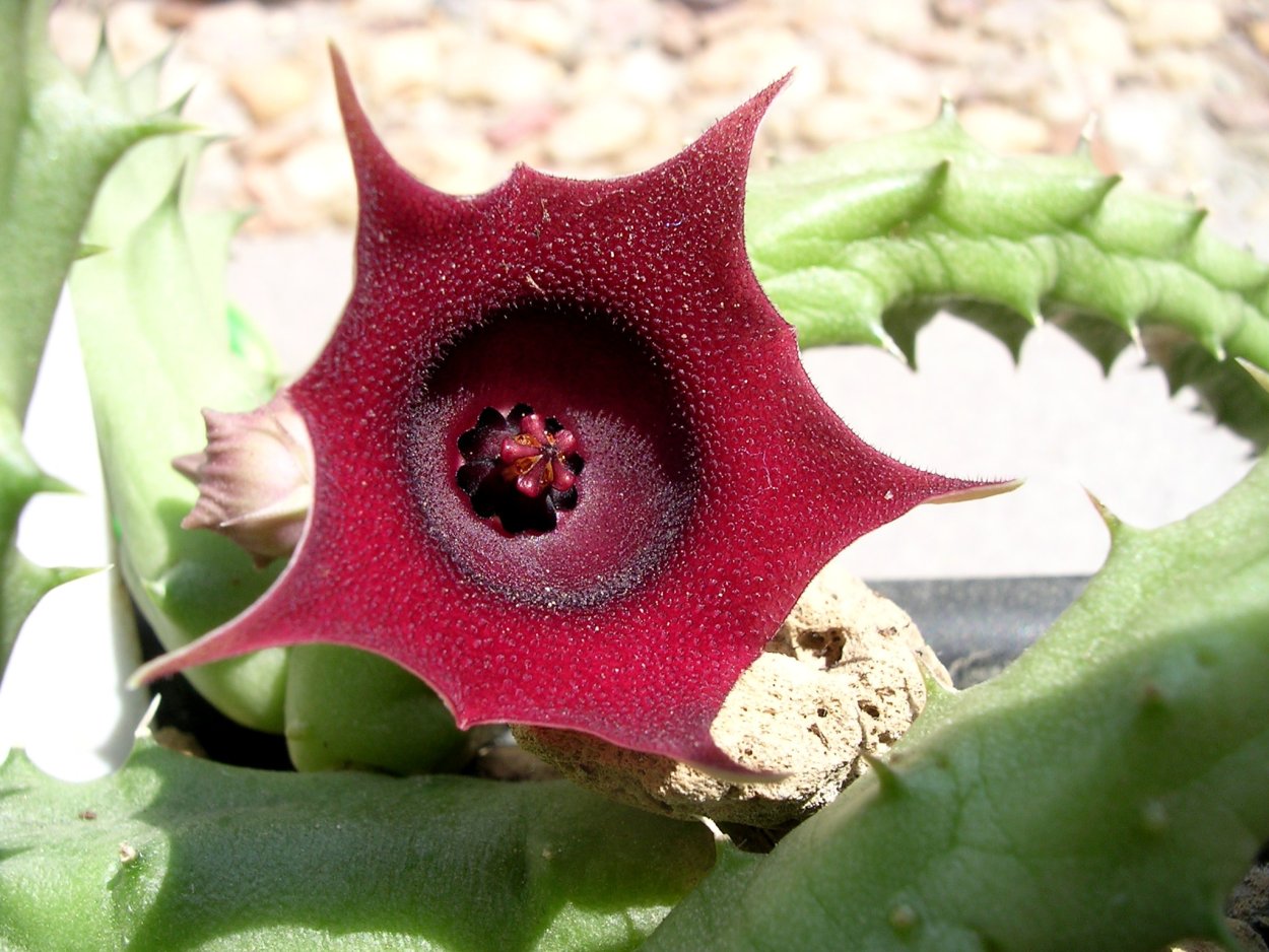 Стапелия Гуэрния