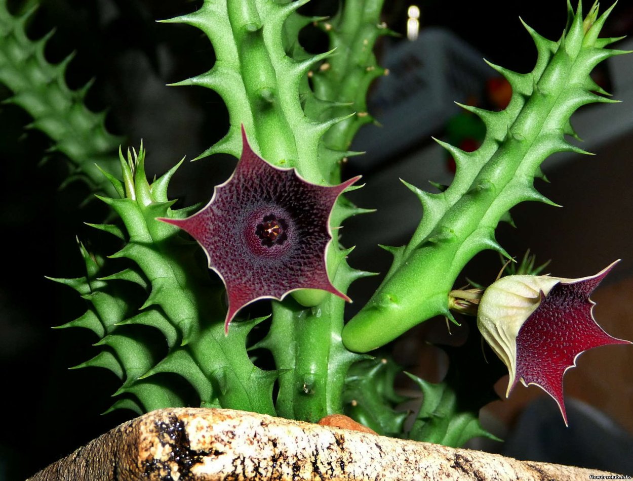 Гуэрния Кенийская (Huernia keniensis)