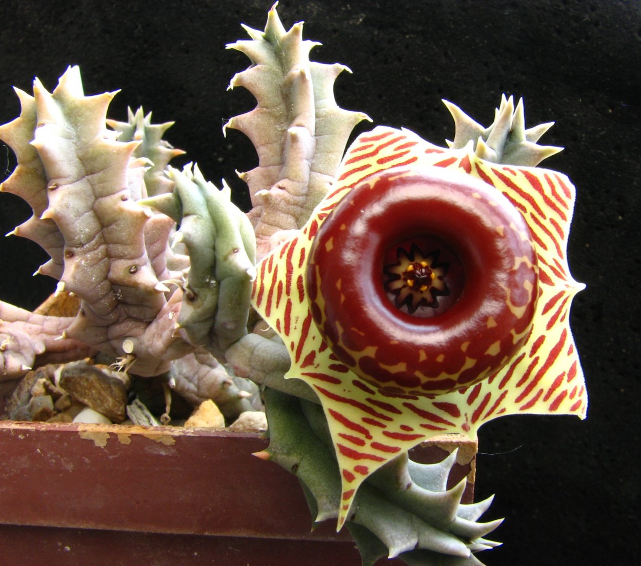 Гуэрния зебрина