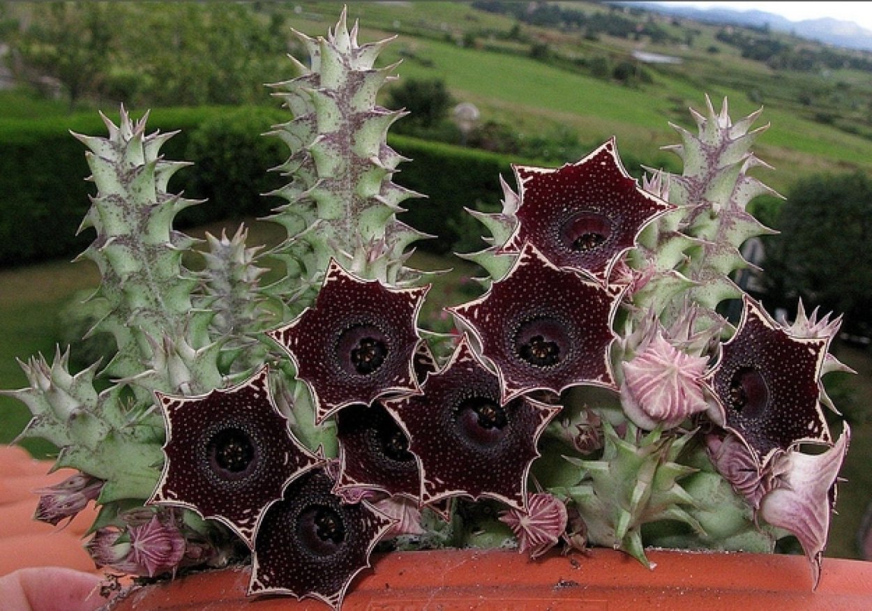 Huernia humilis