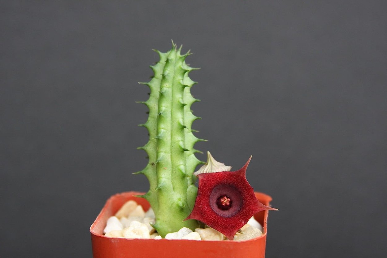 Huernia bayeri