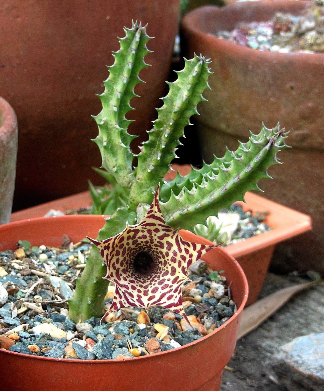 Стапелия зебрина