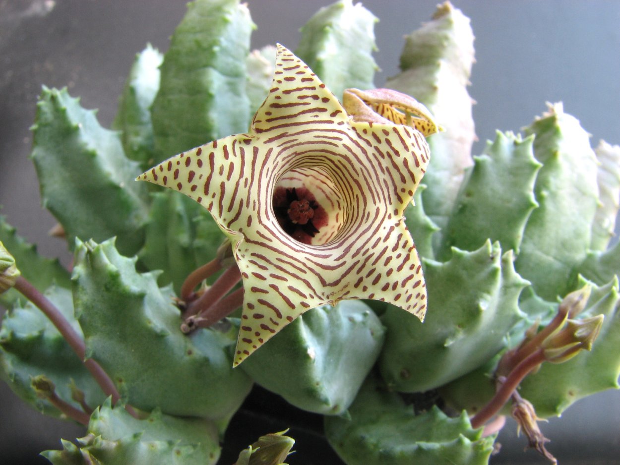 Стапелия Гуэрния