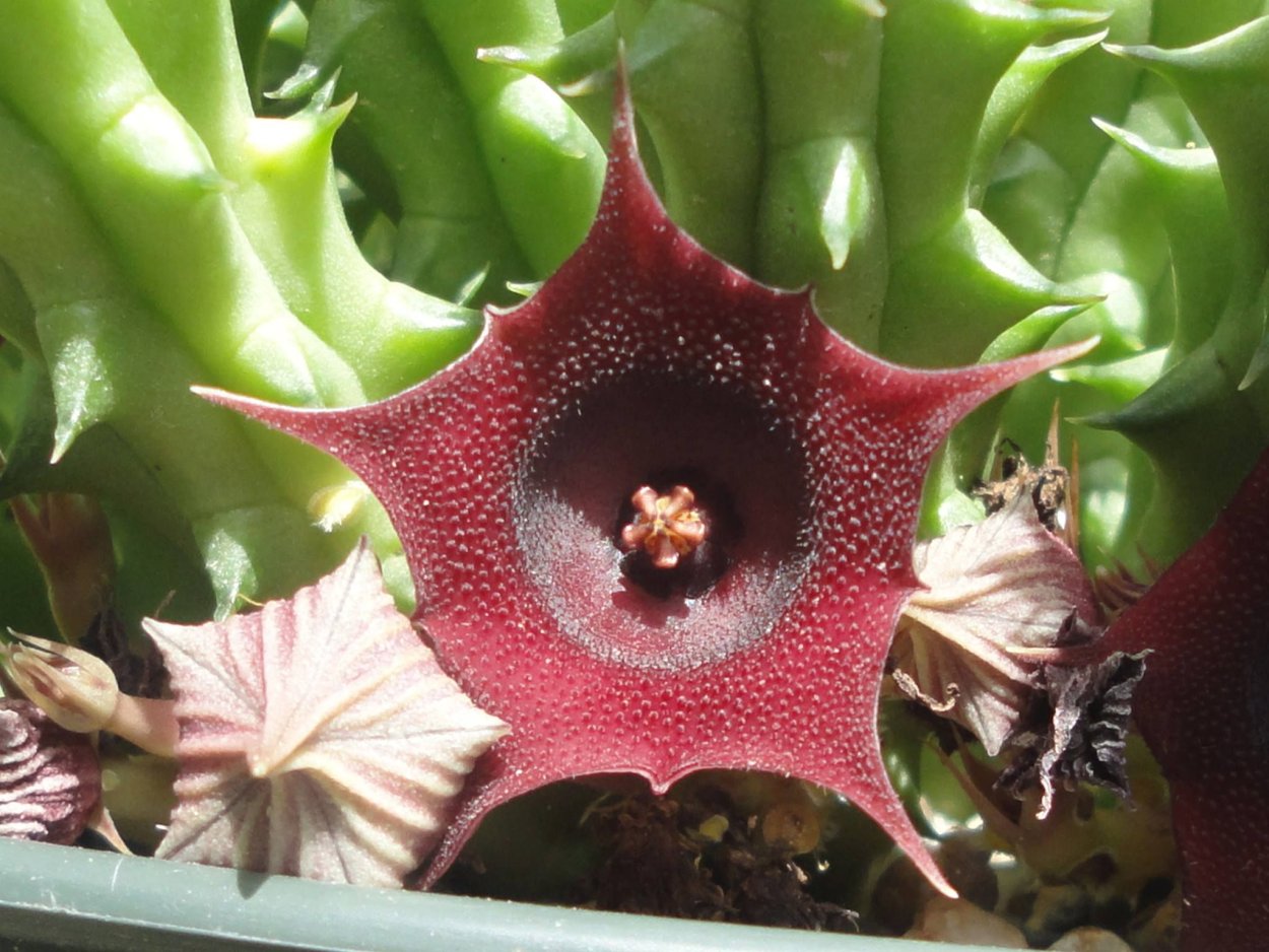Гуэрния Huernia Zebrina