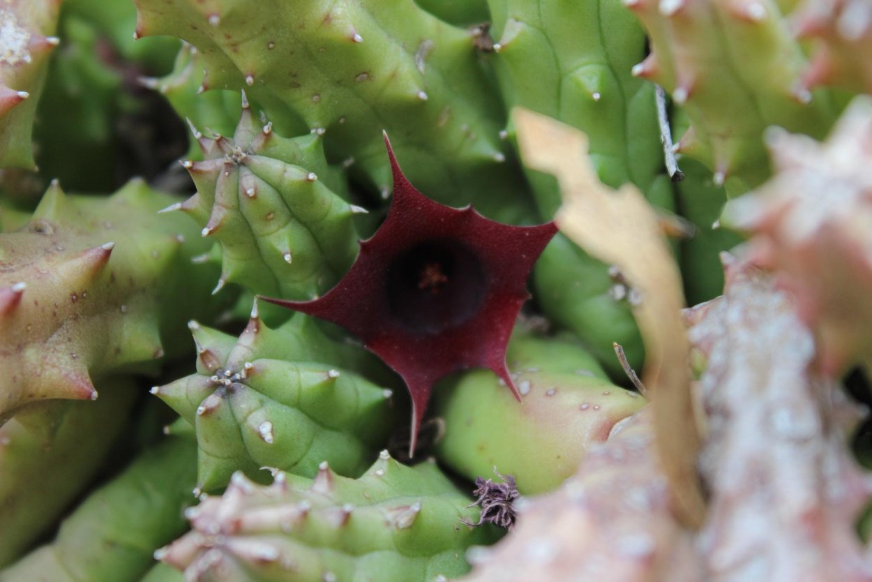 Гуэрния комнатный