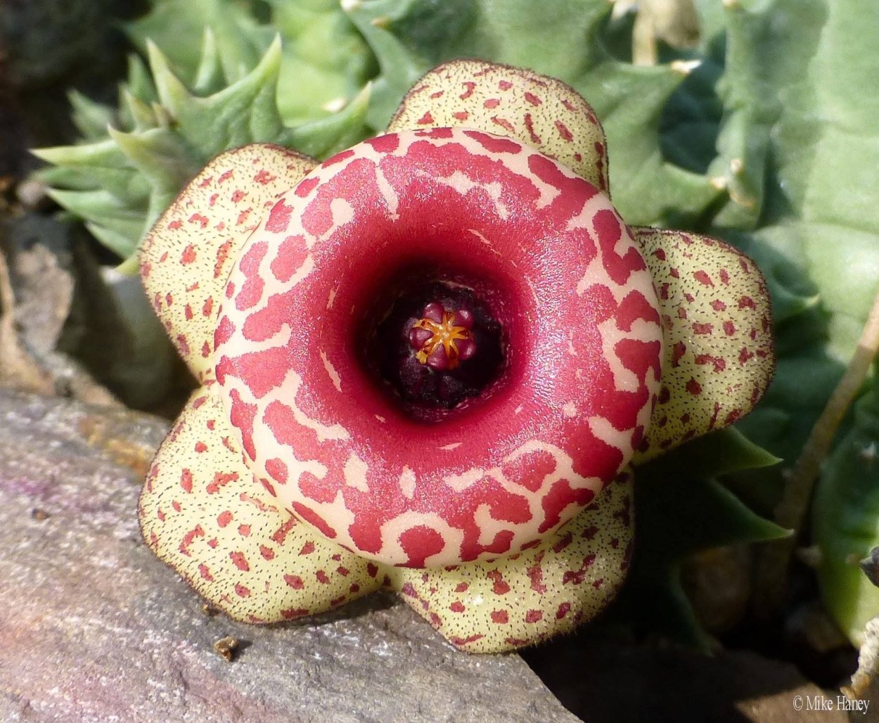 Гуэрния цветок