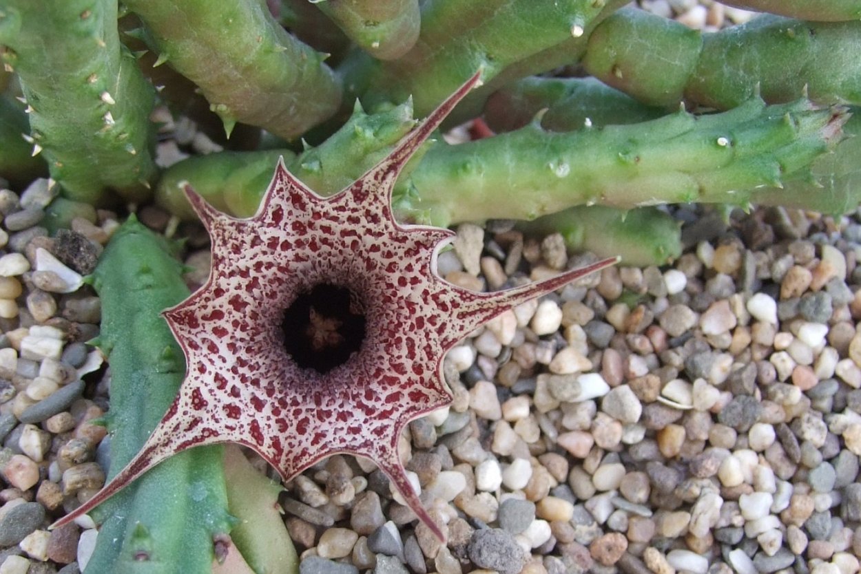 Суккулент Гуэрния волосистая